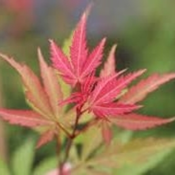 Acer palmatum 'Wakehurst Pink' 