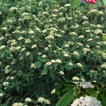 Viburnum rhytidophyllum