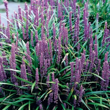 Liriope muscari 'Super Blue' 