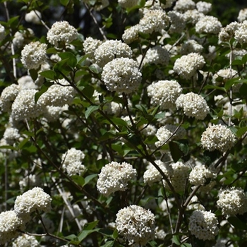 Viburnum x carlcephalum