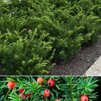 Taxus x media 'Everlow' 