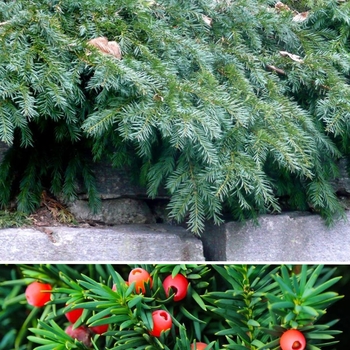 Taxus baccata 'Repandens' 