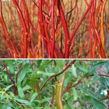 Salix matsudana 'Scarcuzam' 