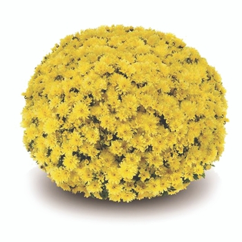 Chrysanthemum x morifolium 'Arluno Yellow' 