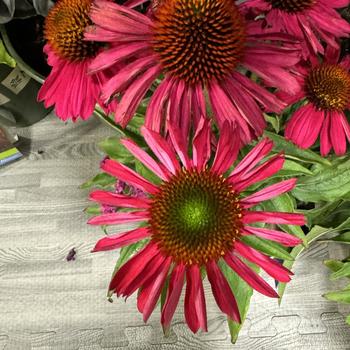 Echinacea Kismet® 'Raspberry' (270101)