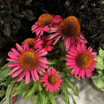 Echinacea Kismet® 'Raspberry' (270102)