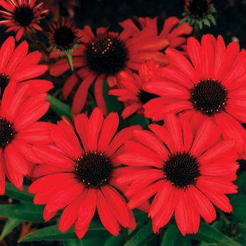 Echinacea Prima™ 'Ruby' (270103)