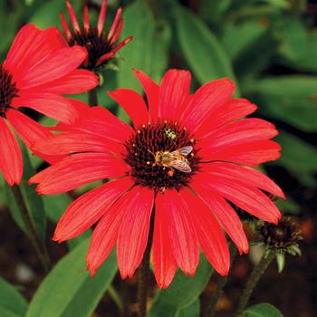 Echinacea Prima™ 'Ruby' (270104)