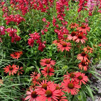 Echinacea Prima™ 'Ruby' (270105)