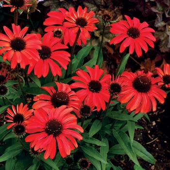 Echinacea Prima™ 'Ruby' (270106)