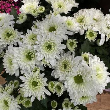 Chrysanthemum indicum 'Licorne Blanche' 