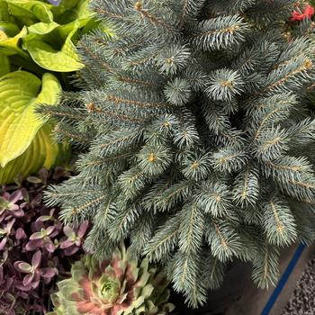 Picea pungens 'Baby Blue®' 