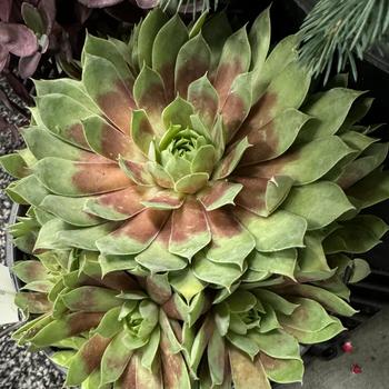 Sempervivum 'Giant Gold Mine' 