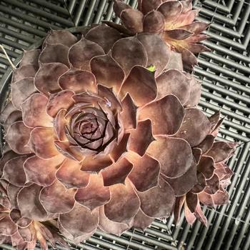 Sempervivum Chick Charms® 'Giant Maroon Mountain' (270115)