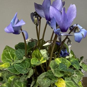 Cyclamen 'Dragon Dark Blue' 