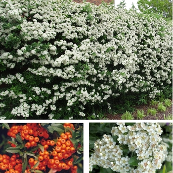 Pyracantha angustifolia 'Gnozam' 