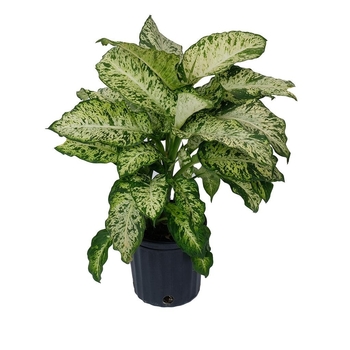 Dieffenbachia seguine