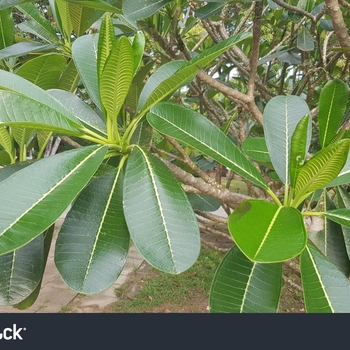 Plumeria obtusa