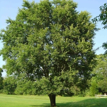 Ulmus parvifolia 'Dynasty' 