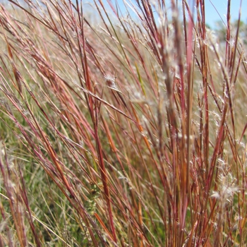 Schizachyrium scoparium 'Blaze' 