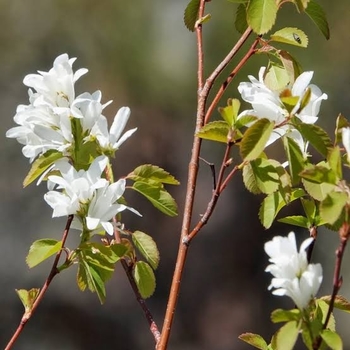 Amelanchier alnifolia