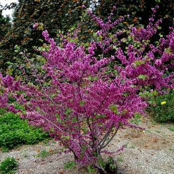 Cercis occidentalis