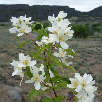 Philadelphus lewisii