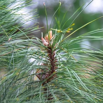 Pinus jeffreyi