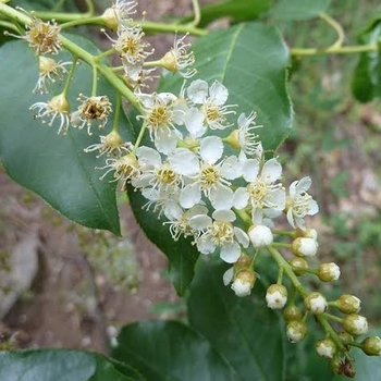 Prunus virginiana