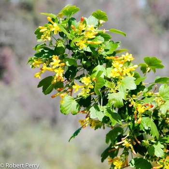 Ribes aureum