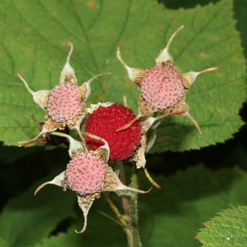 Rubus parviflorus