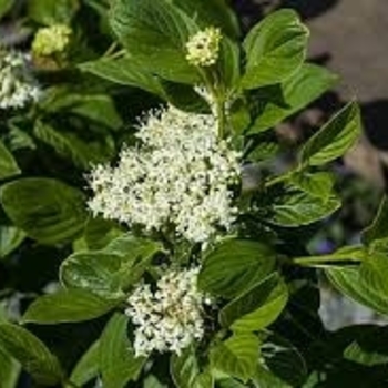 Cornus sericea