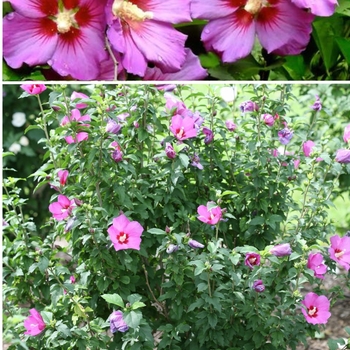 HIbiscus syriacus 'SHIMRV24' USPP 26,374, Can PBRAF