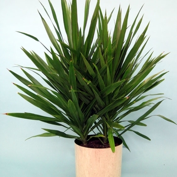 Dracaena marginata 'Tarzan' 