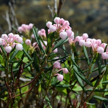 Andromeda polifolia