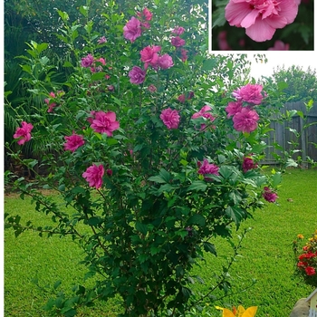 Hibiscus syriacus 'Lucy' 