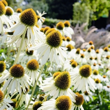 Echinacea 'Sunseekers White' 