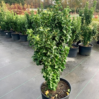 Ligustrum japonicum 'East Bay' 