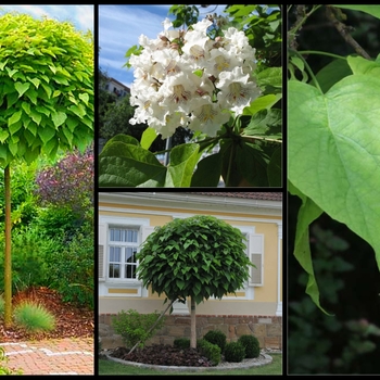 Catalpa bignonioides 'Nana' 