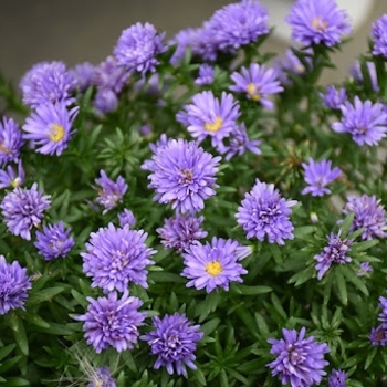 Aster dumosus 'Royalty™ Henry I Purple' 