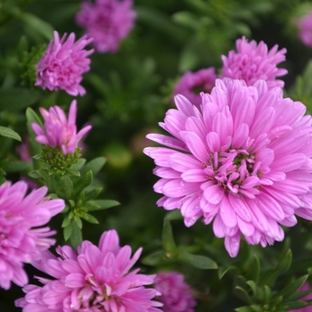 Aster dumosus 'Royalty™ Henry III Pink' 