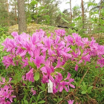 Rhododendron Northern Lights hybrid 'Lilac Lights' 