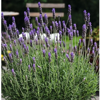 Lavandula dentata 'Variegata' 