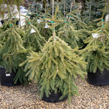 Picea abies 'St James' 