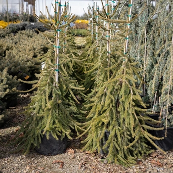 Picea abies 'Inversa' 