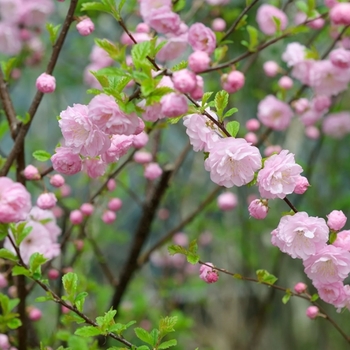 Prunus glandulosa 'Rosea Plena' 