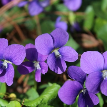 Viola sororia