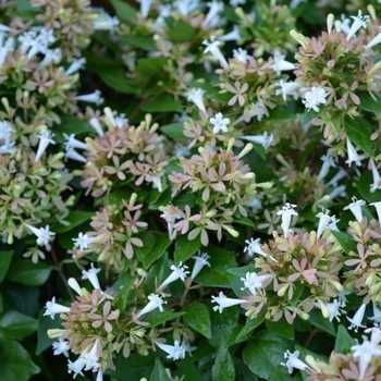 Abelia 'Honey Charm' 