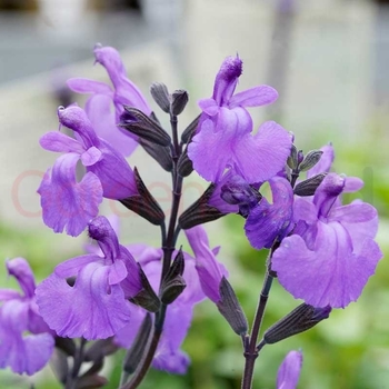 Salvia microphylla 'So Cool Pale Blue' 