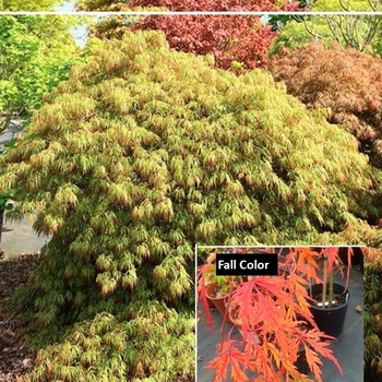 Acer palmatum 'Spring Delight' 